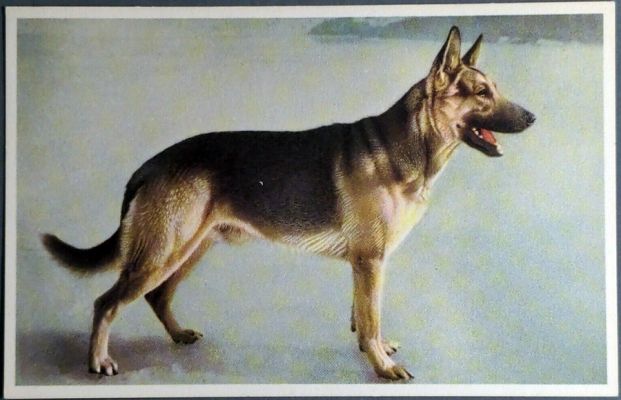 carte postale berger allemand