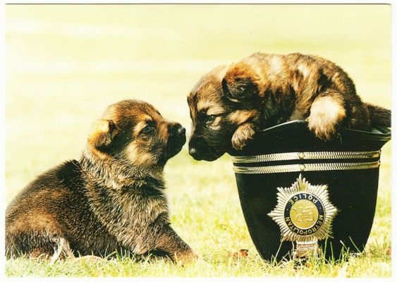 carte postale berger allemand