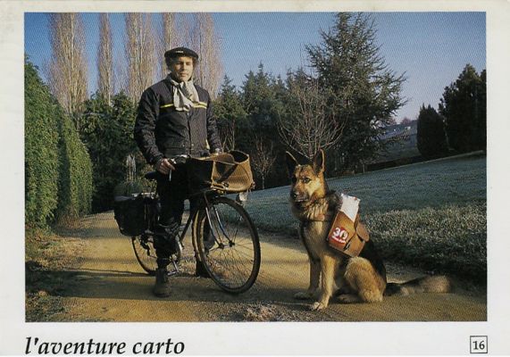 carte postale berger allemand