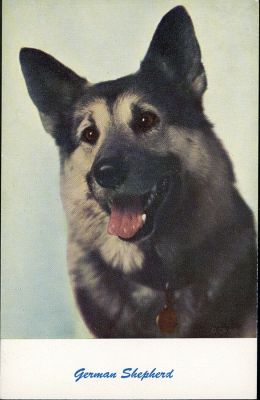 carte postale berger allemand