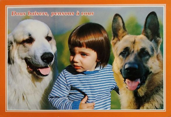 carte postale berger allemand