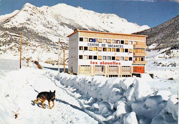 carte postale berger allemand