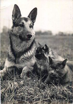 carte postale berger allemand