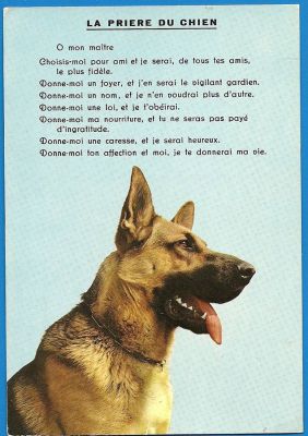 carte postale berger allemand