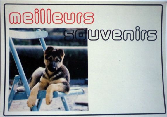 carte postale berger allemand