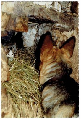 carte postale berger allemand