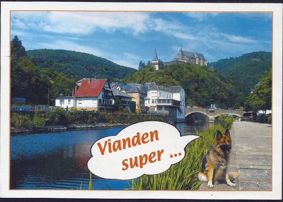 carte postale berger allemand