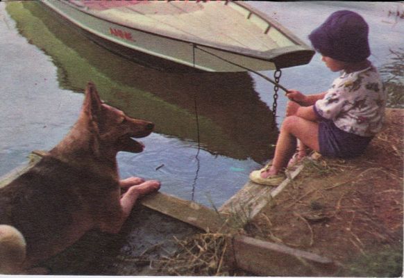 carte postale berger allemand