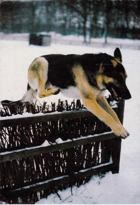 carte postale berger allemand