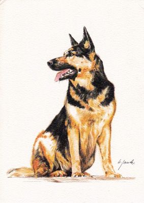 carte postale berger allemand