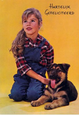 carte postale berger allemand