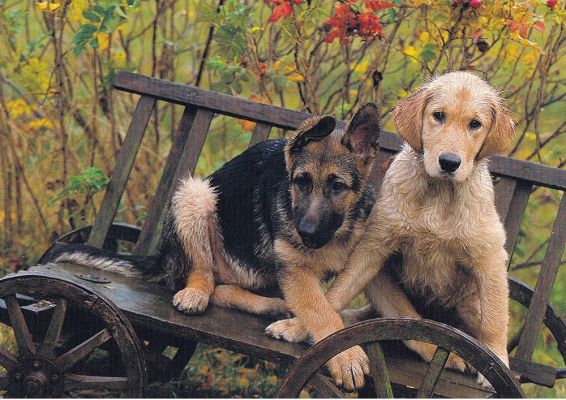 carte postale berger allemand