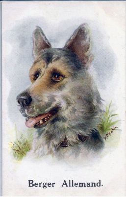 carte postale berger allemand