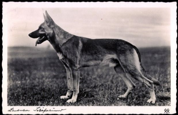carte postale berger allemand
