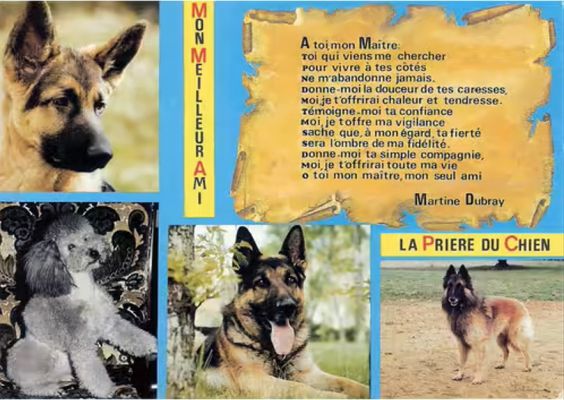 carte postale berger allemand