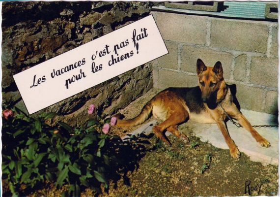 carte postale berger allemand