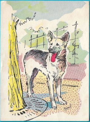 carte postale berger allemand