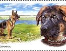 german shepherd russia