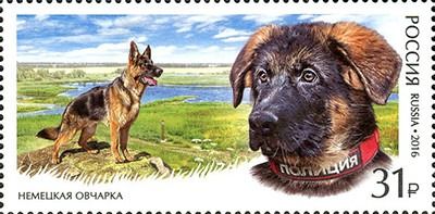 german shepherd russia