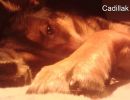 cadillak