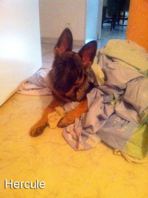 hercule