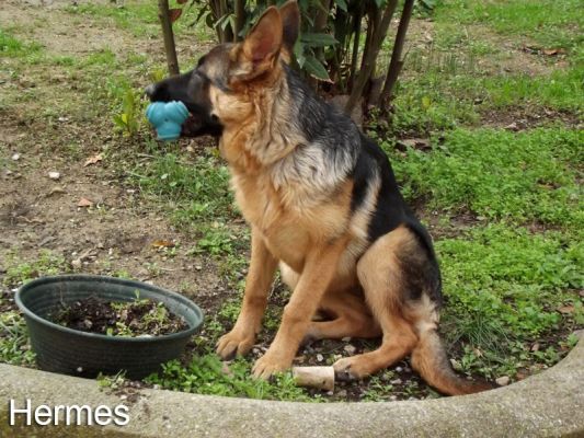 hermes2