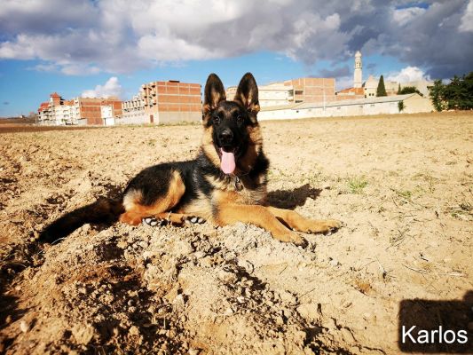 karlos du royaume du berger 