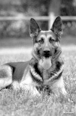 norbert