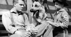 11 rintintin serie