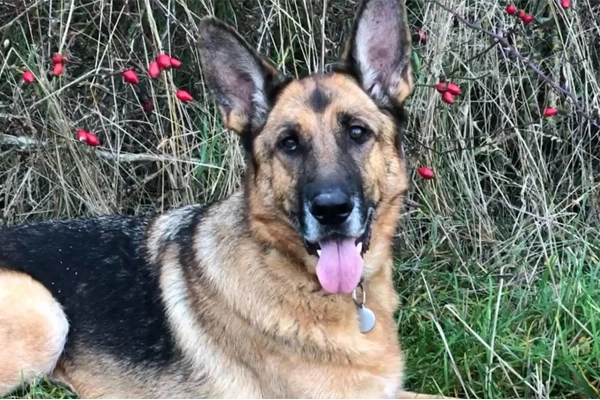 Quand l’odorat du berger allemand dépasse la médecine
