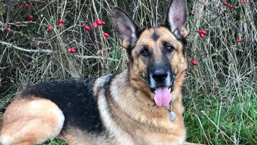 Quand l’odorat du berger allemand dépasse la médecine