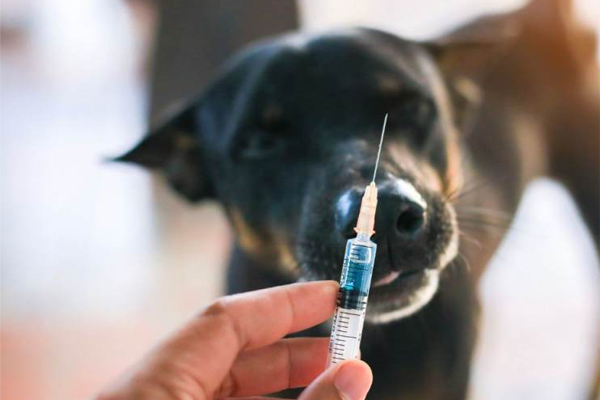 Librela : un “médicament miracle” sous surveillance après des signalements inquiétants