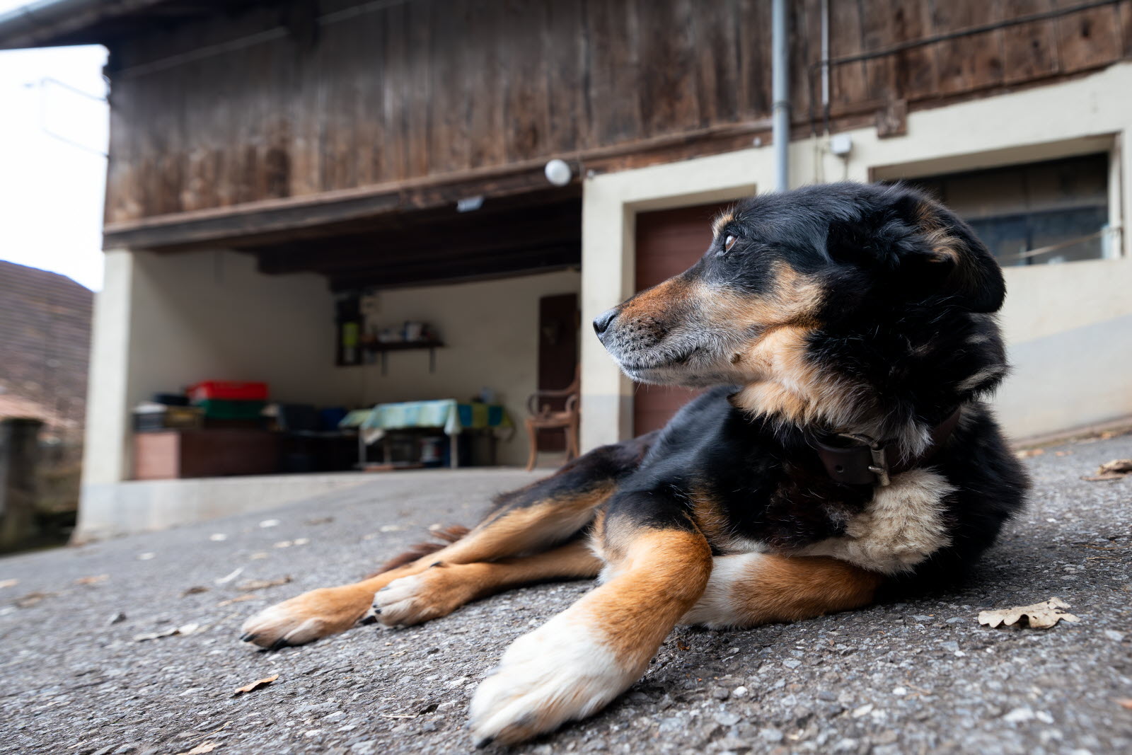Deux ans d’attente : l’incroyable fidélité de Jimmy à son maître disparu