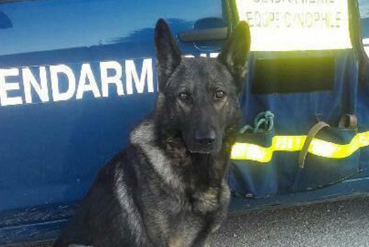 Le chien gendarme Joe récompensé pour avoir sauvé deux vies