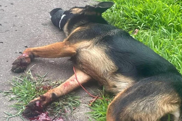 Dakota : sa dernière course pour échapper à ses bourreaux