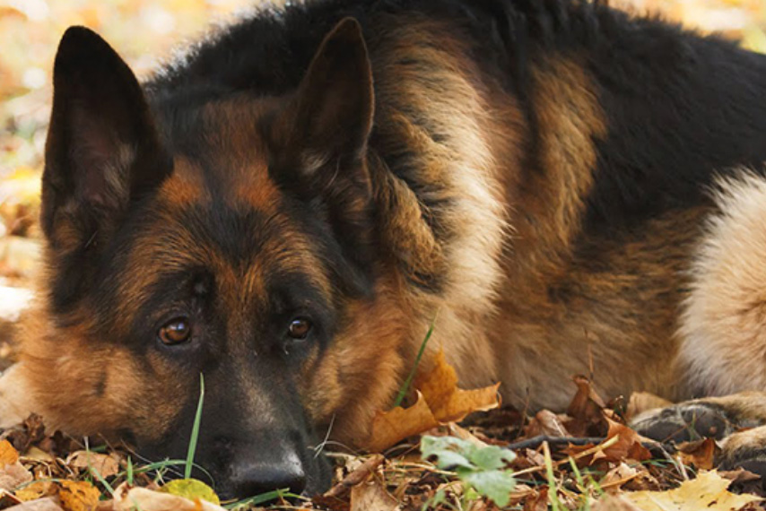 Justice pour Mylanne, une jeune chienne berger allemand