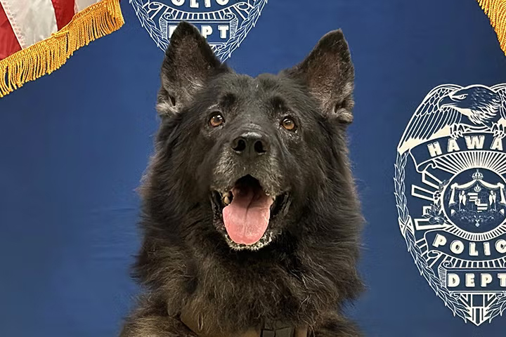 Hawaï : un chien policier meurt dans une voiture surchauffée