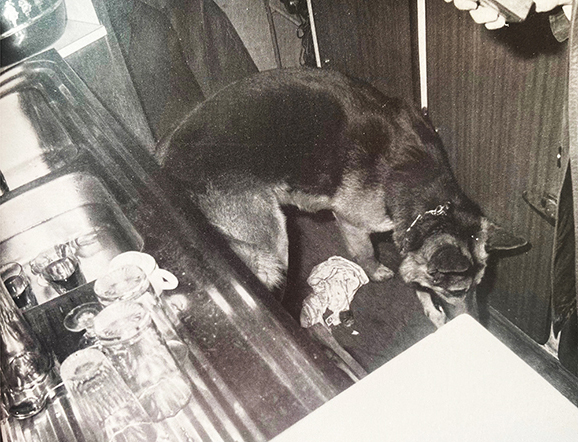 Kiri, le premier chien détecteur de drogue en France