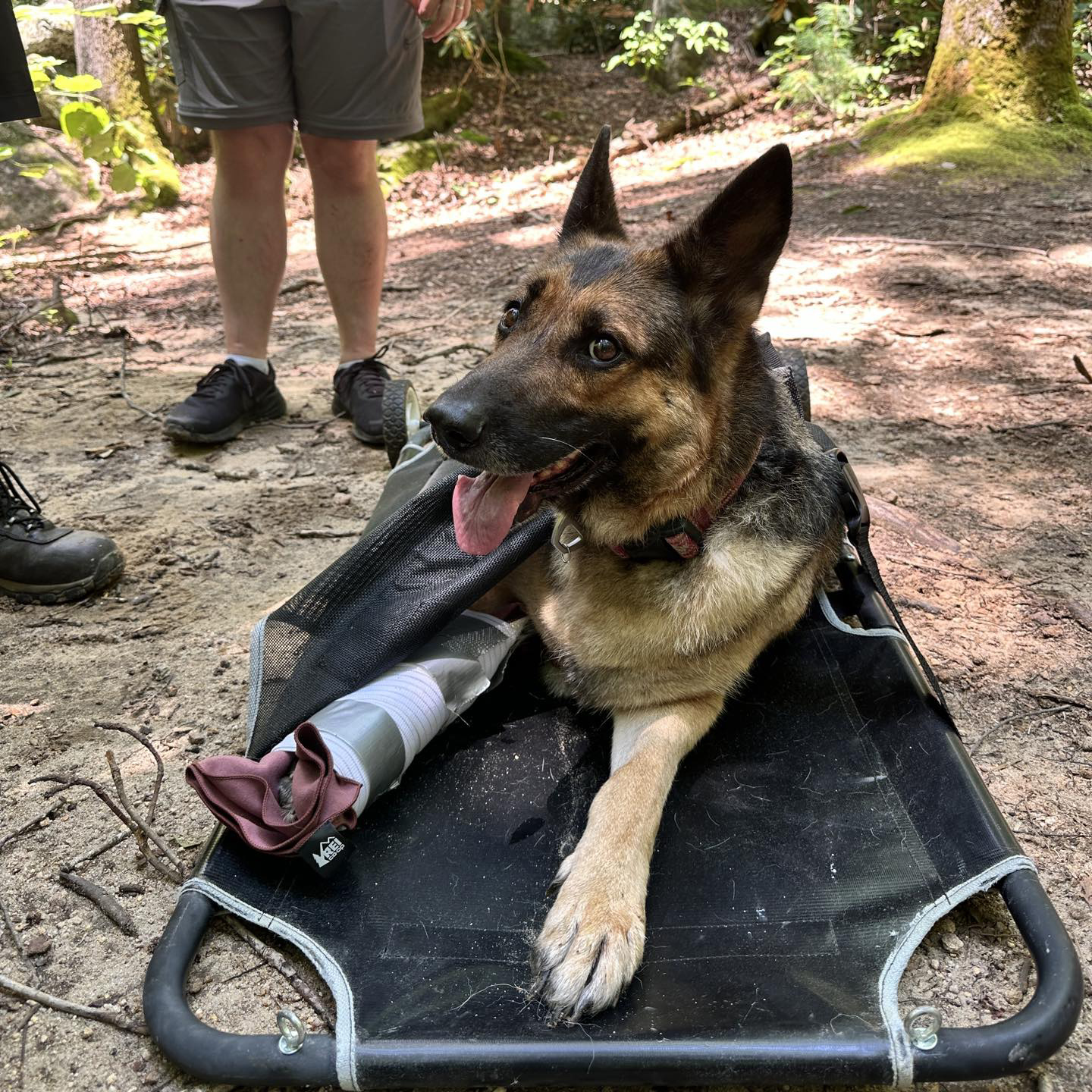 Des randonneurs découvrent une chienne blessée au fond des bois et comprennent qu’elle ne peut plus bouger