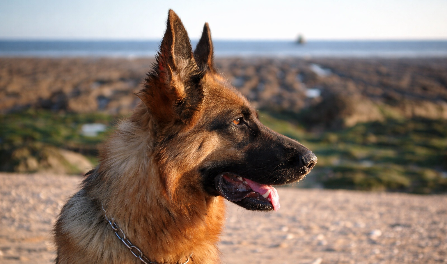 bahia berger allemand