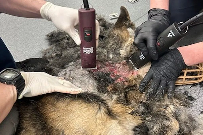 Un maître-chien maltraite son chien de travail