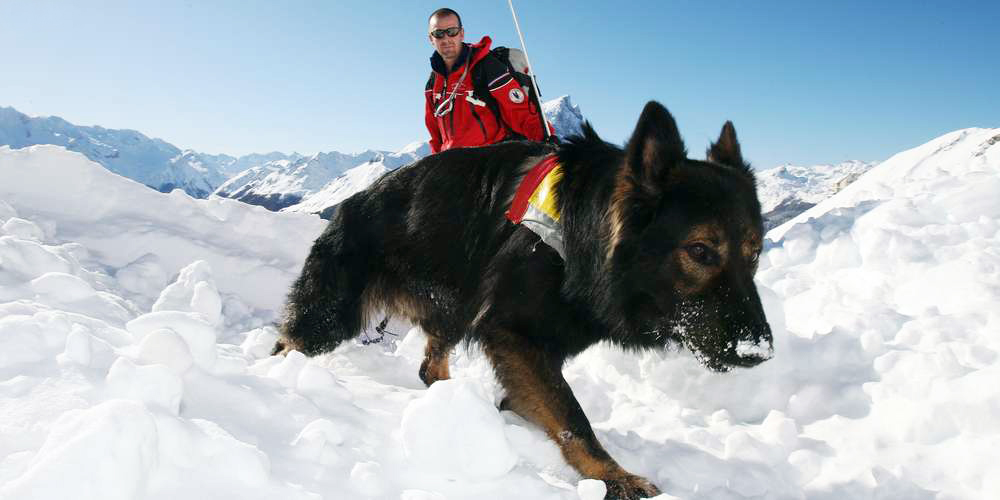 maitre chien pisteur avalanche berger allemand