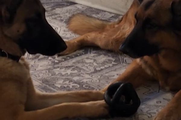 Ce Malinois tente de voler le jouet de son frère Berger Allemand : un suspense hilarant !
