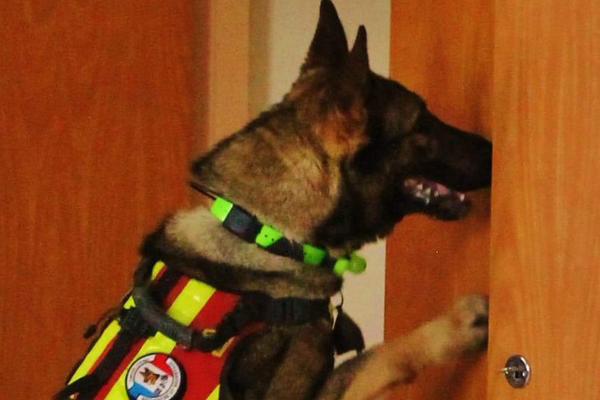 Hommage à Malo, le héros à quatre pattes du SDIS du Jura