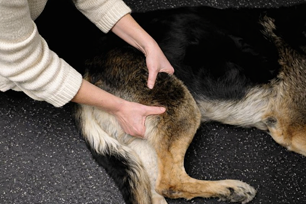 Pourquoi le massage est un soin précieux pour les chiens âgés