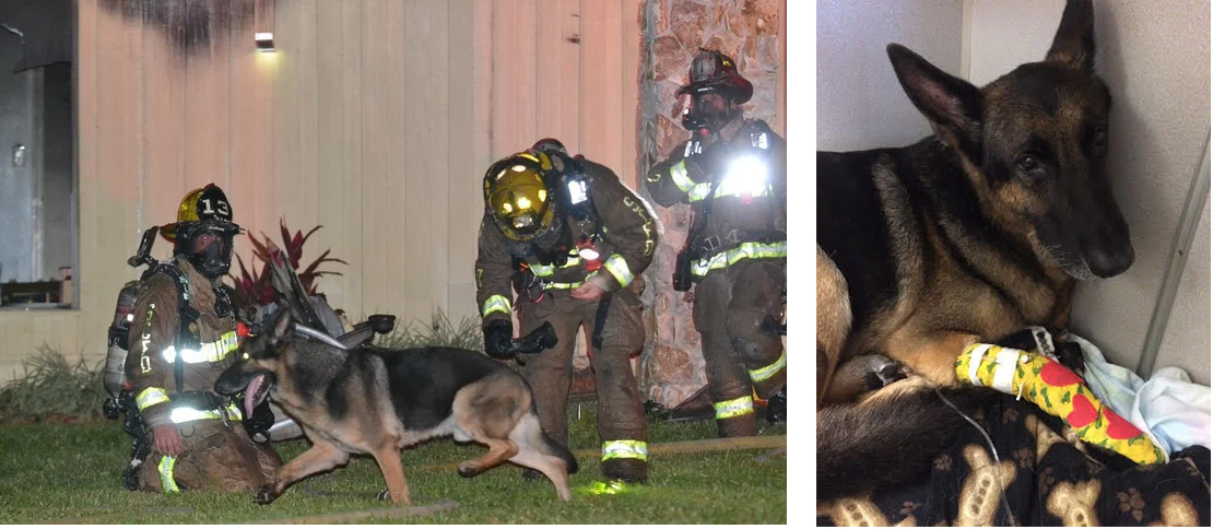 Maxx, le berger allemand héros qui sauve deux enfants d’un incendie en Floride