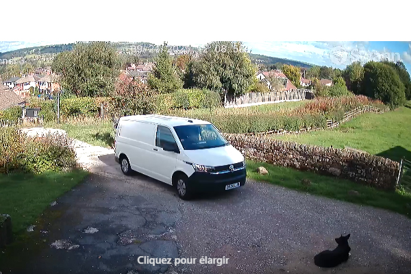 Amazon sous le feu des critiques après un chien grièvement blessé