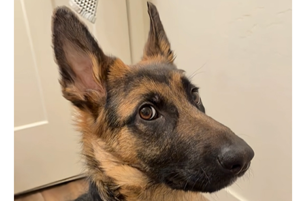 Ce Berger Allemand abandonné en 2025 connaît une métamorphose incroyable en 2026