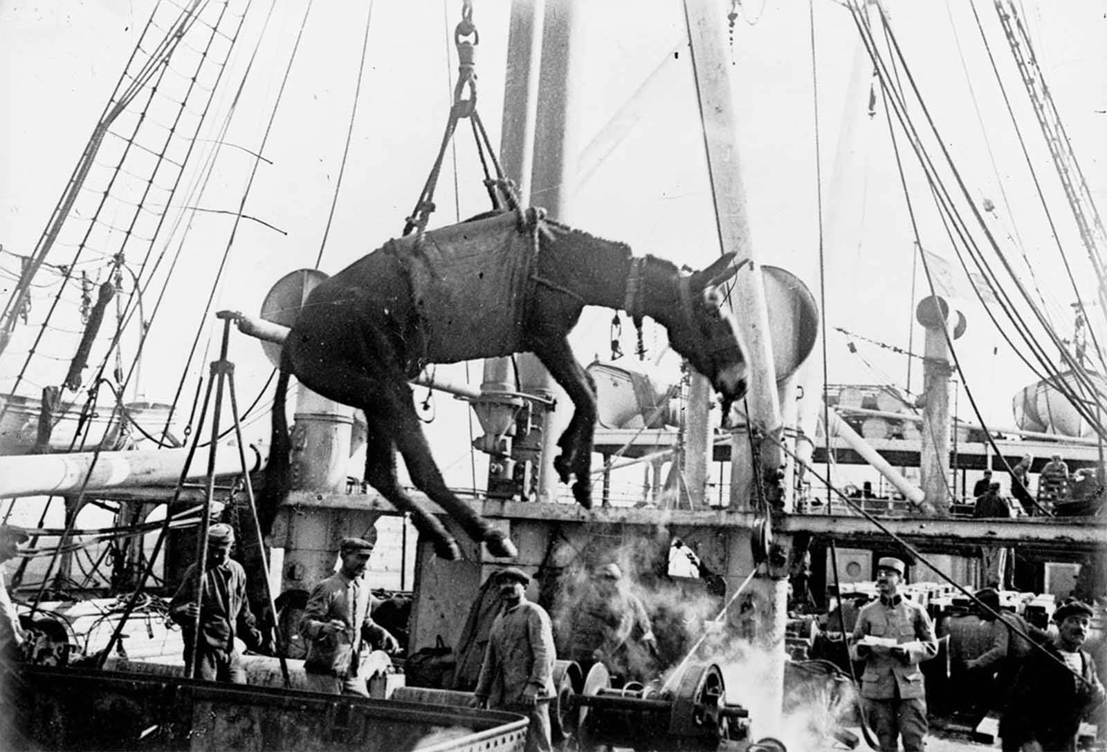 Déchargement d'une mule à Alexandrie, en Égypte, en 1915. L'escalade du conflit a contraint la Grande-Bretagne et la France à importer des centaines de milliers de chevaux et de mules d'outre-mer. Les navires de transport, vulnérables, étaient fréquemment pris pour cible par la marine allemande, qui a ainsi coulé des milliers d'animaux.