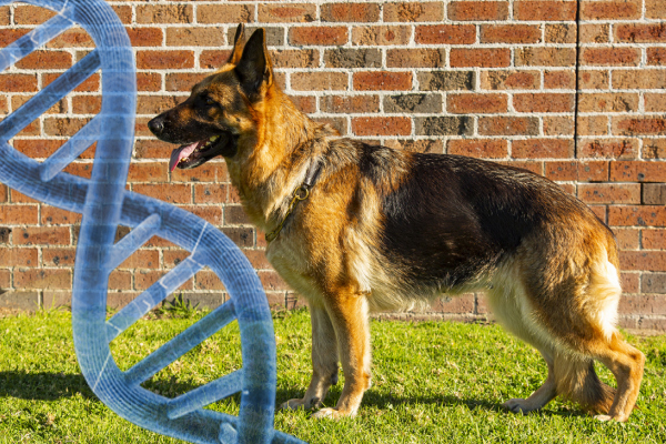 Le séquençage complet de l'ADN du Berger Allemand dévoilé